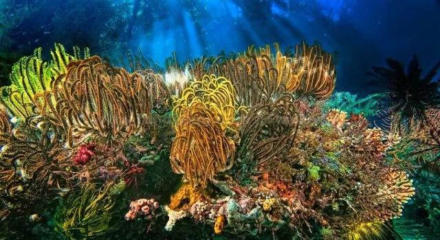 傲农生物：由于近几年猪价变化导致债务有一定的逾期